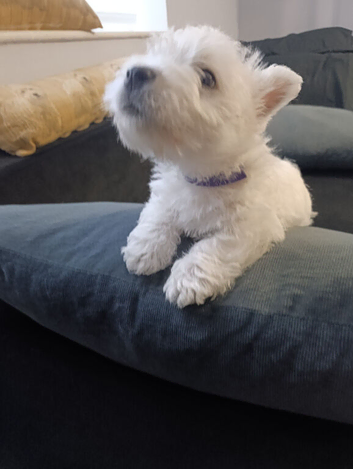 RKC pedigree Westie puppy boy