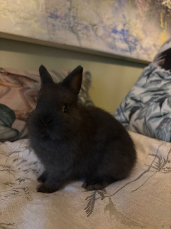 Pure bred, friendly Nethies (vaccinated)