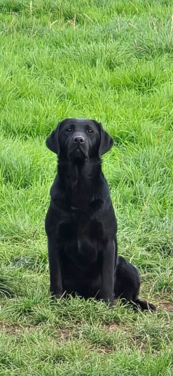 2 Year Old KC Registered Female Lab
