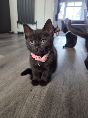 2 Beautiful Black Kittens