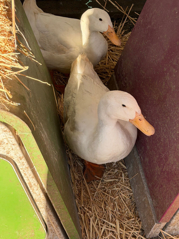 A pair of Aylesbury Drakes