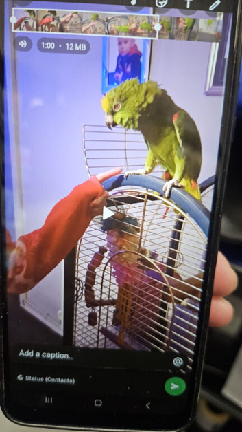 Amazon parrot