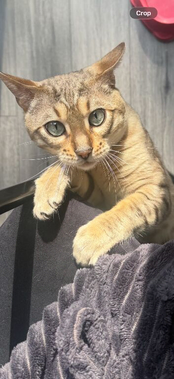male snow bengal