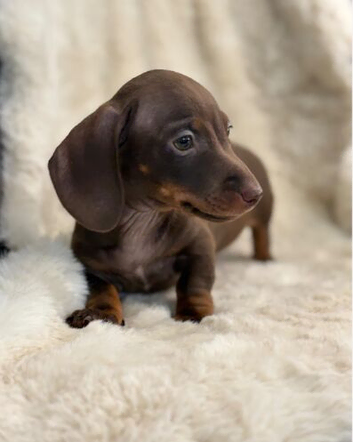 Beautiful dachshund puppies