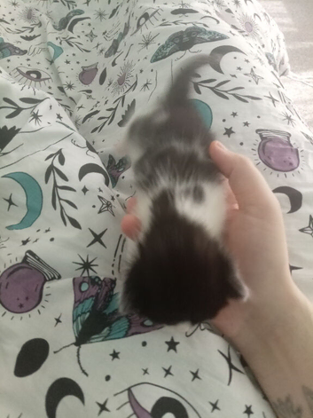Kittens for sale