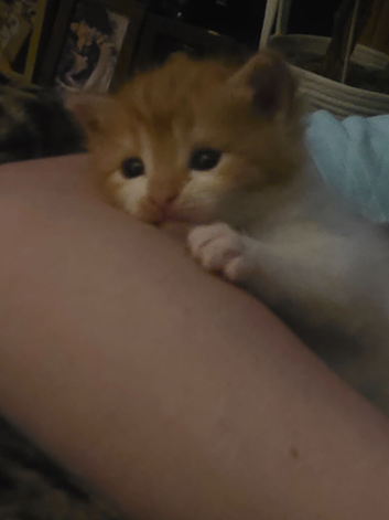 Half maine coon kittens