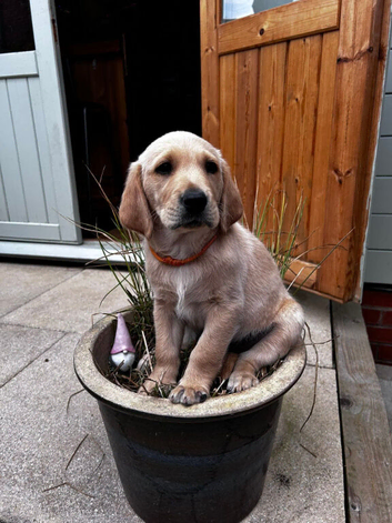 2 Goldador Puppies for Sale