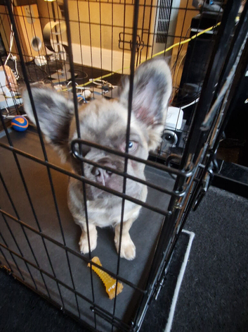 Fluffy fench bulldog