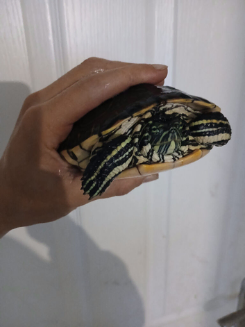 Meso American Slider Turtle.