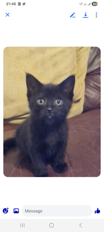 1/4  Maine Coon kitten