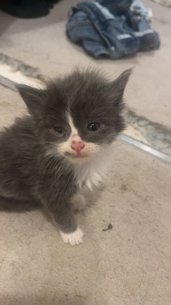 3 kittens for sale very fluffy, playful and cuddly one grey and white one ginger and one cream colour kitten