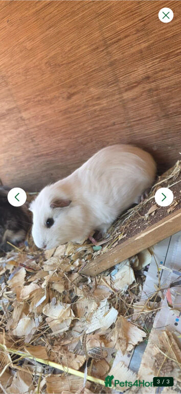 2 female guinea pigs