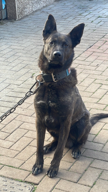 Dutch herder for stud