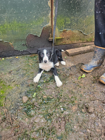 2 Border Collie puppies