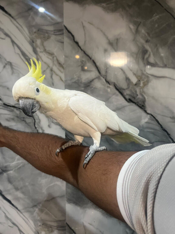 Stunning Male Super Tame Cuddly Cockatoo