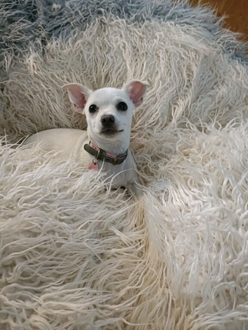 Chihuahua girl