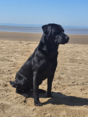 Labrador working gundog for STUD