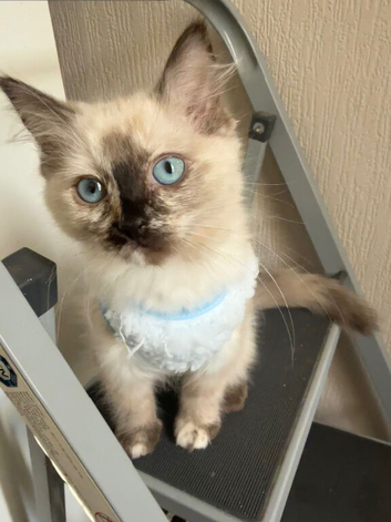 Ragdoll girl