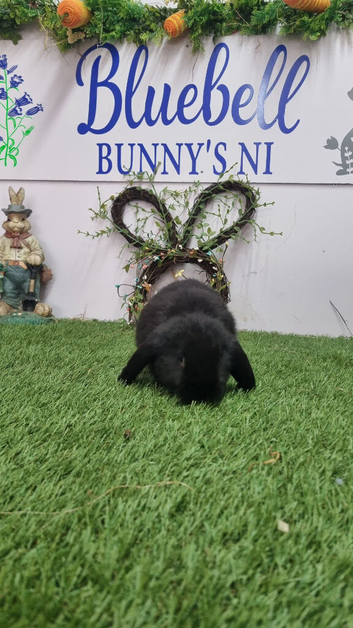 Mini lop