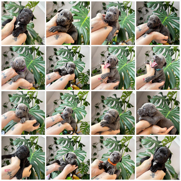 Staffordshire bull terrier puppies