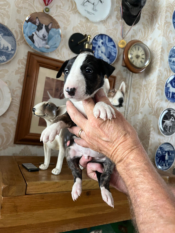 English bull terrier puppies