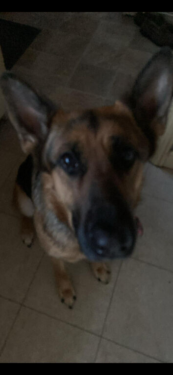 German shepperd
