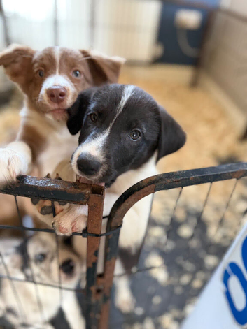Last 2 pups available B&W male and female