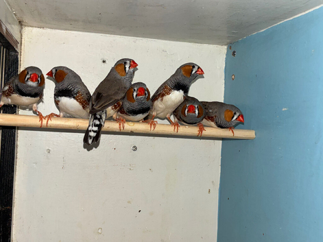 7 Zebra finch cocks