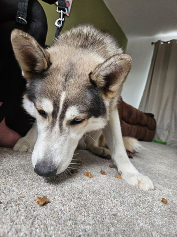 10 month old male husky