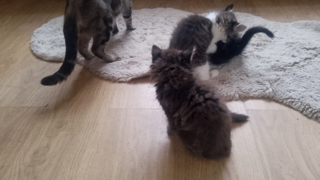 Cutey kittens