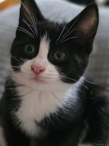 Beautiful Tuxedo Kitten Looking for Her Forever Home