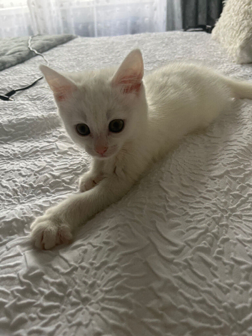 9 week old kitten looking for new home