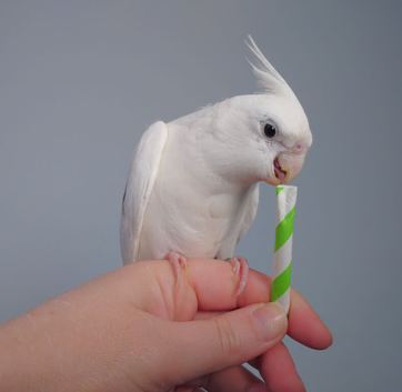Hand reread silly tame DNA sexed baby cockatiels