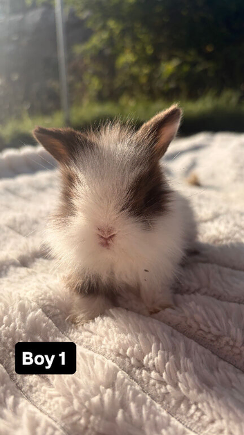 Purebred Minilop bunnies