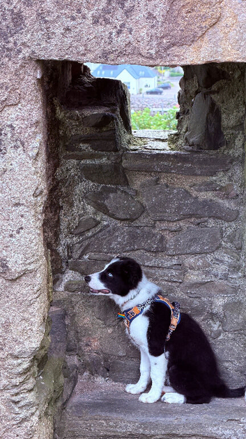 Intelligent Border Collie Puppy Seeking a Loving Home!