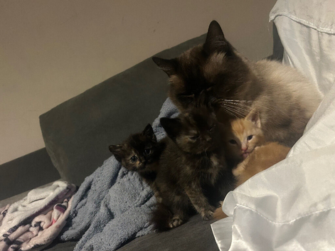 Ragdoll cross fluffy babies