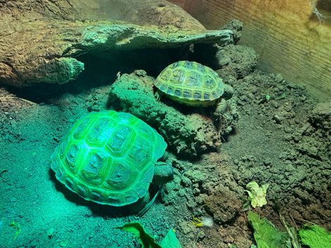 Baby Horsfield Tortoise 2026 Hatchlings