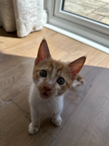 Beautiful Kitten for Sale