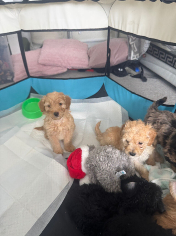 Yourki poo