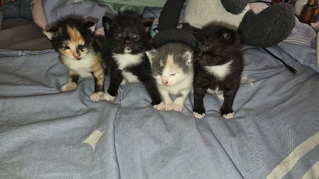 4 beautiful kittens