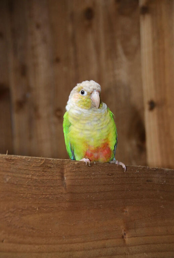 Conures