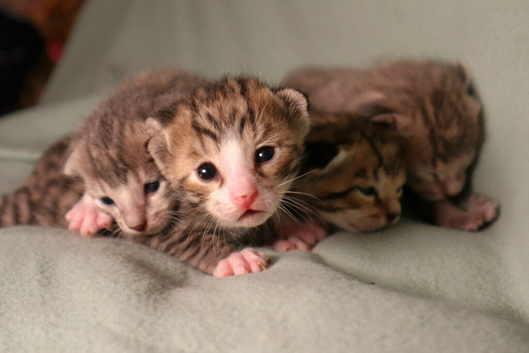 STUNNING SILVER & SPOTTED SAVANNAH X BENGAL KITTENS