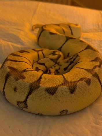 Royal Python