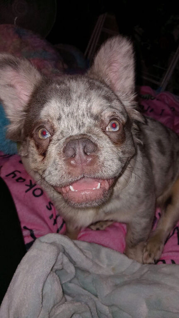 Full fluffy frenchie -reduced 1700