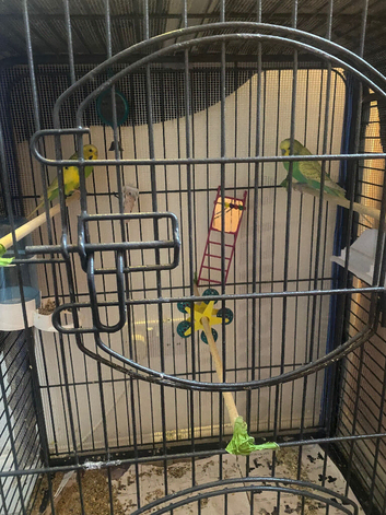 Pair budgies