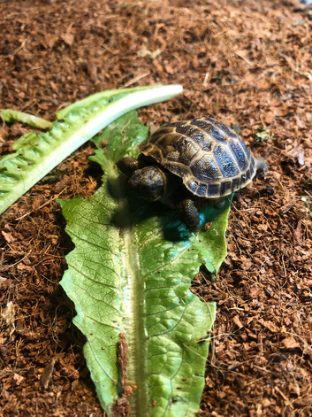 Horsfield hatchlings No Offers please