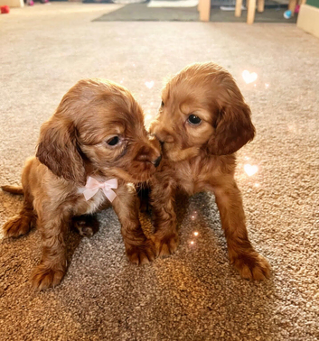 Cocker spaniel pups