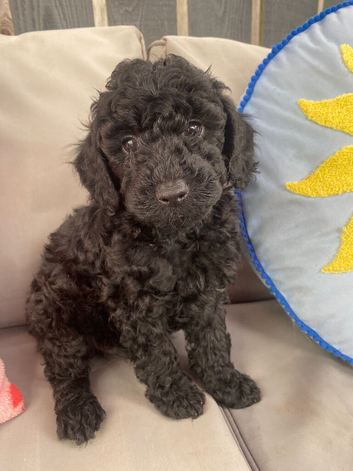 Cockapoo puppy