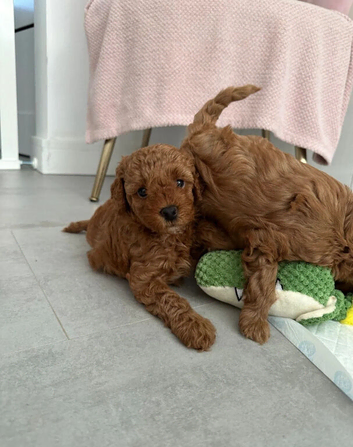Cockapoo Puppies