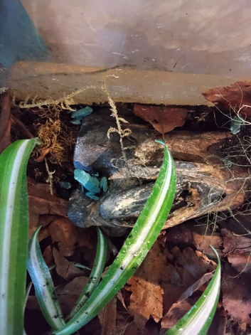 Blue Splashback Frog Babies